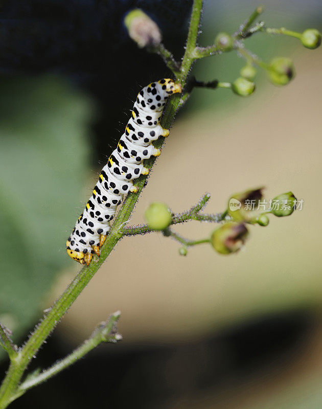 水Betony Moth (Cucullia scrophulariae)毛虫